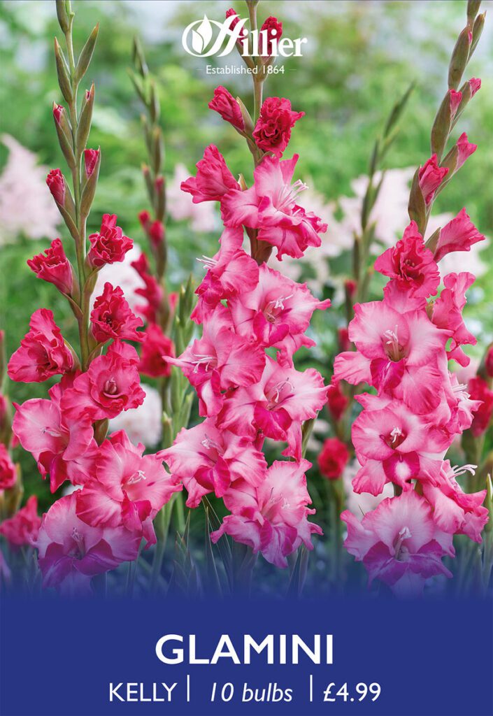 Glamini Kelly Bulbs 8718641970379 2